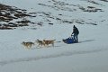 Dog sledding (04)